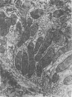 腎近曲小管上皮細胞之基底褶及其中的線粒體