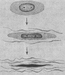 纖維母細胞產生膠原纖維并轉化為纖維細胞模式圖