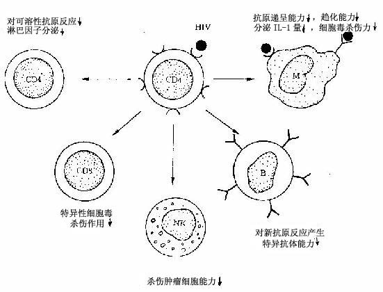 HIV侵犯TH細胞后免疫調節障礙示意圖