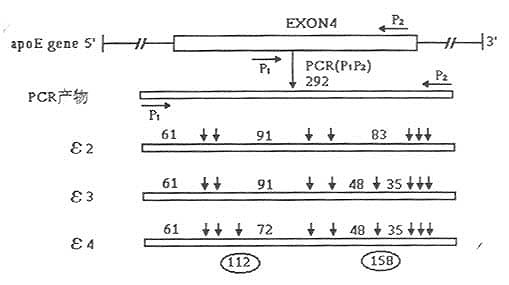 PCR擴增產(chǎn)物經(jīng)HhaⅠ酶切后RFLP模式