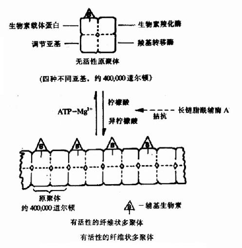 乙酰CoA羧化酶聚合解聚示意圖